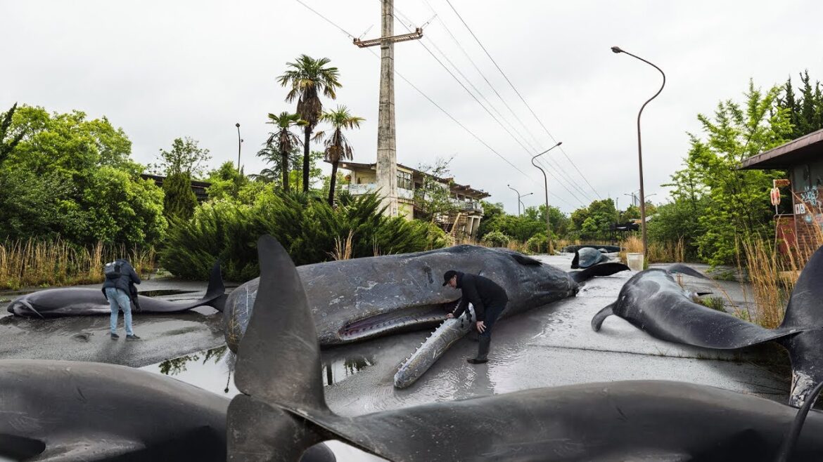 It Rained TADPOLES in Japan! (+More Strange Things That Only Happen in Japan)
