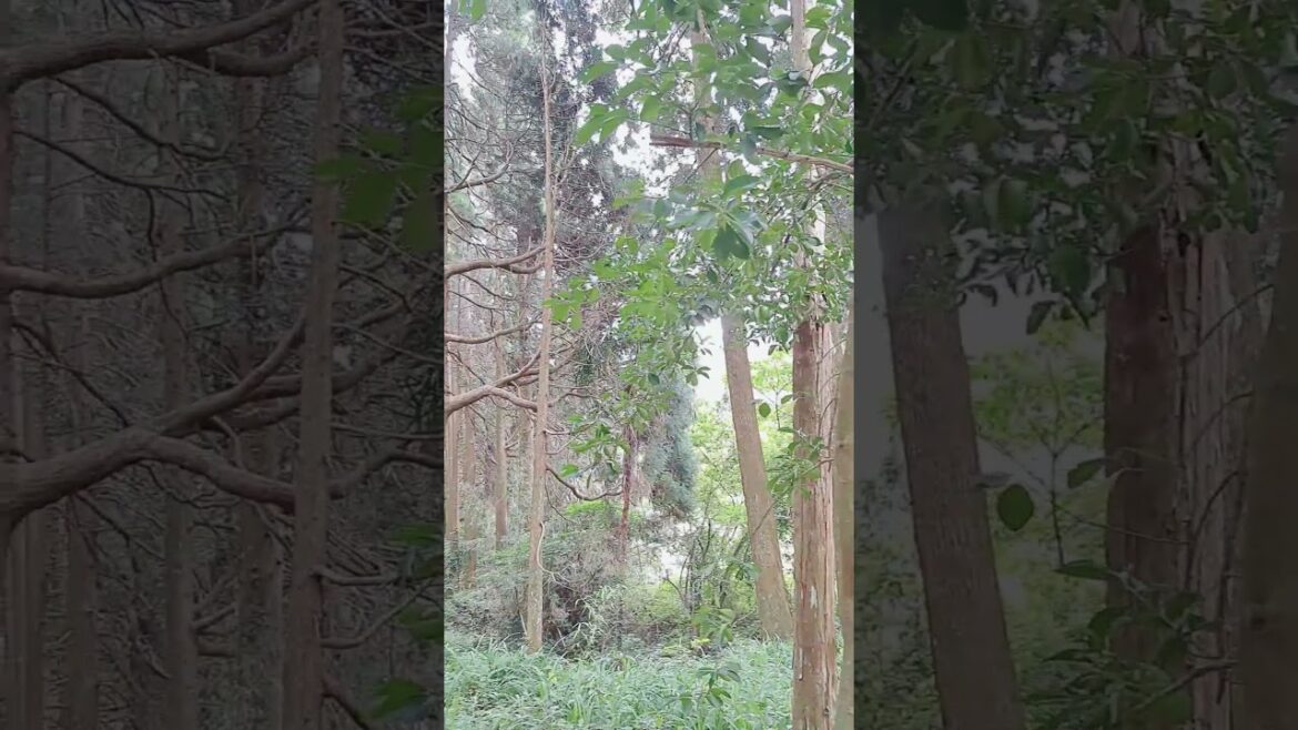#日本の風景 #日本の神社 #japantravel #日本昔ばなし #緑の世界 #kagoshima #日本の風景 #日本の神社 #japantravel #日本昔ばなし #緑の世界 #kagoshima