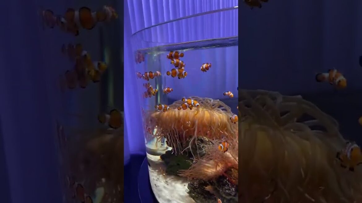 【OSAKA】Must-See Tourist Attractions- Finding Nemo! at NIFREL