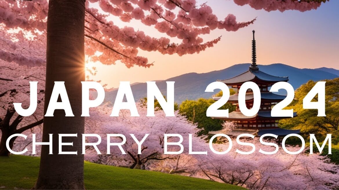 Cherry Blossoms Unveiled: Your Ultimate Guide to Japan 2024