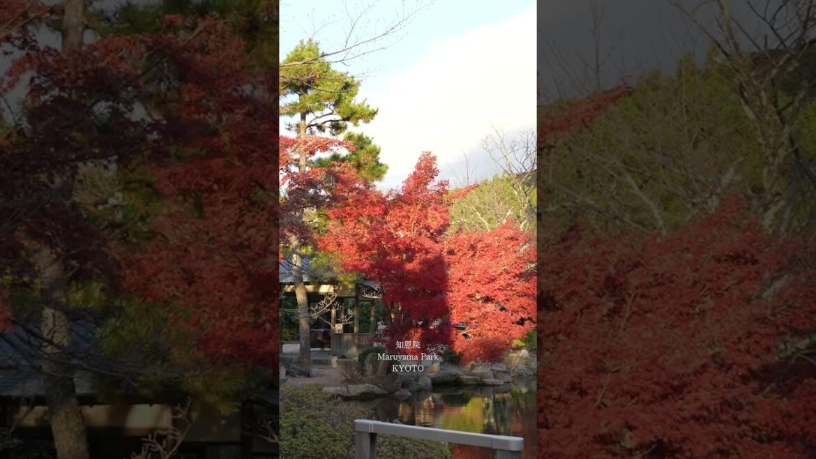 Maruyama Park|円山公園 @ KYOTO|京都 Maruyama Park|円山公園 @ KYOTO|京都