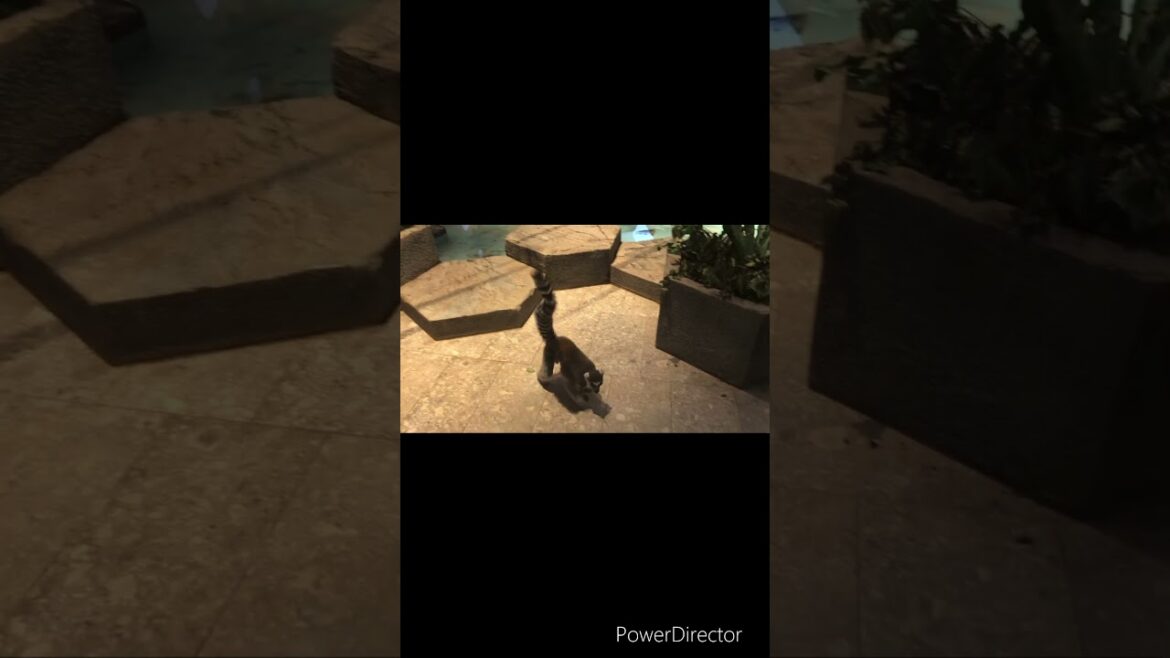 【OSAKA】Must-See Tourist Attractions- Cute ring-tailed lemur at NIFREL