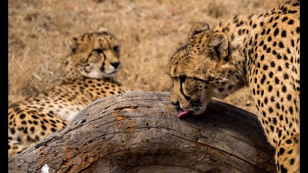 Harties Volunteering South Africa - The total African experience