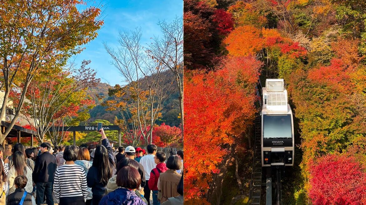 Hwadam Forest | Famous Fall Foliage Places In Korea | Walking Tour with Ambience Sounds 4K HDR