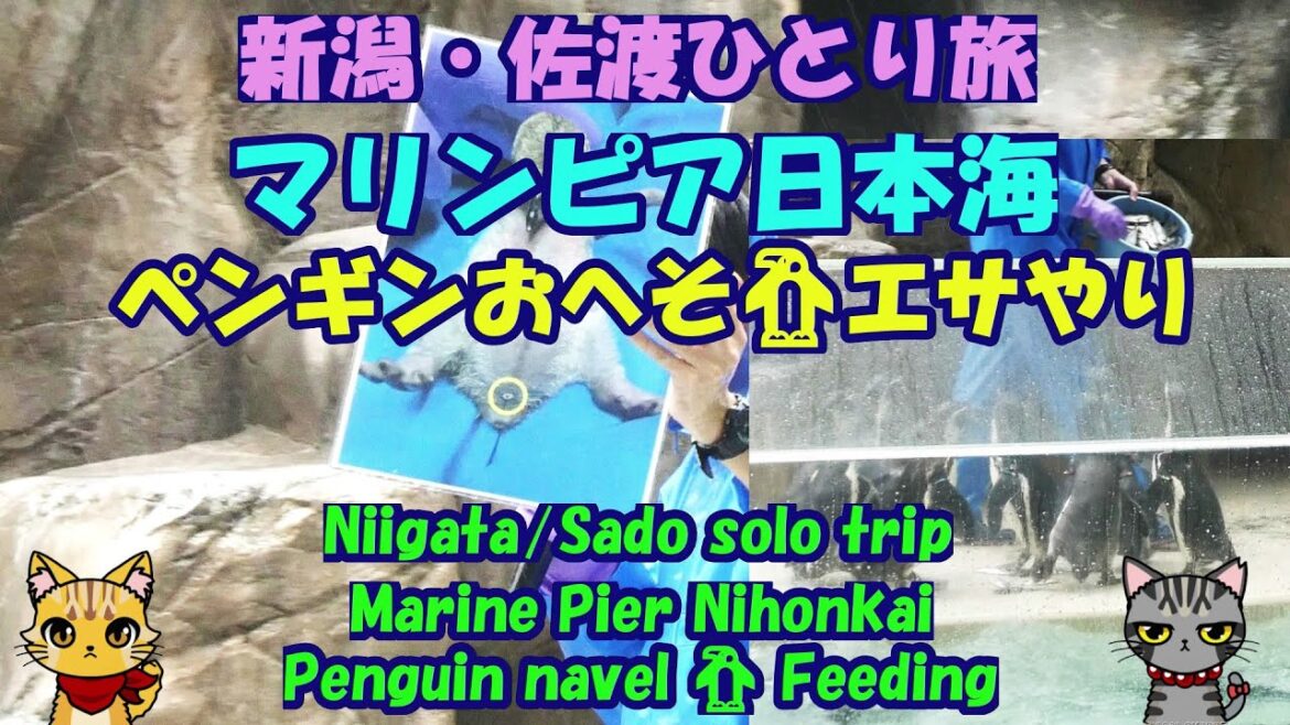 新潟・佐渡ひとり旅★マリンピア日本海★ペンギンおへそ🐧エサやり・Marine Pier Nihonkai・Penguin navel 🐧 Feeding・Niigata/Sado trip
