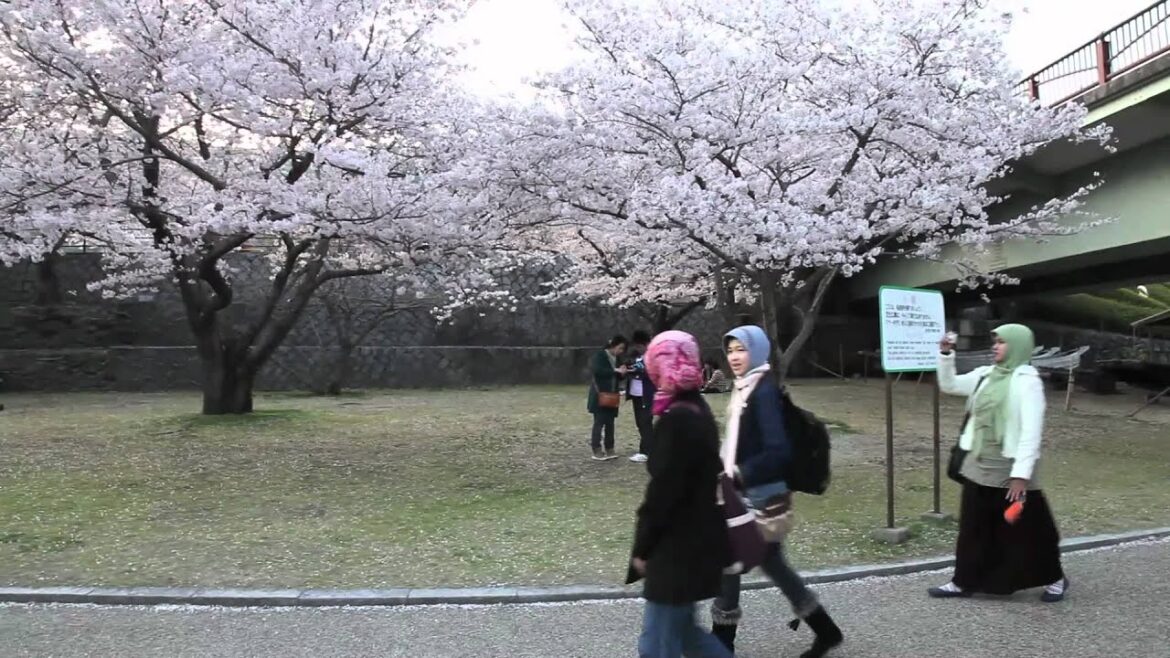 Sakura Trip 2011 – Yamaguchi and Okayama Sakura Trip 2011 - Yamaguchi and Okayama