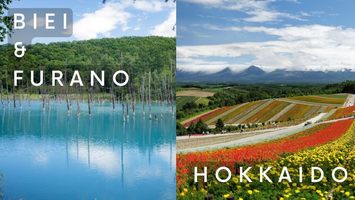 Biei & Furano Hokkaido Trip (August 2023)