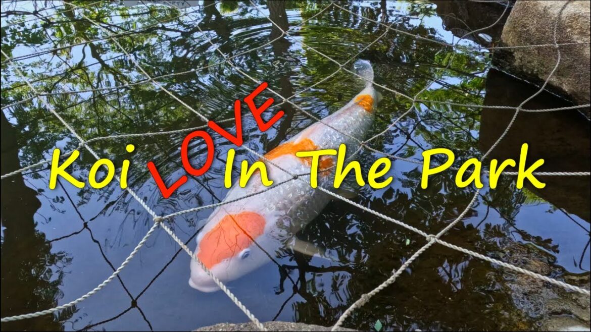 Garden Tour: Kobe Garden Walk: Koi in the park.😀Japanese Carp in Park with Hydrangea🌺神戸 アジサイ公園 Garden Tour: Kobe Garden Walk: Koi in the park.😀Japanese Carp in Park with Hydrangea🌺神戸 アジサイ公園