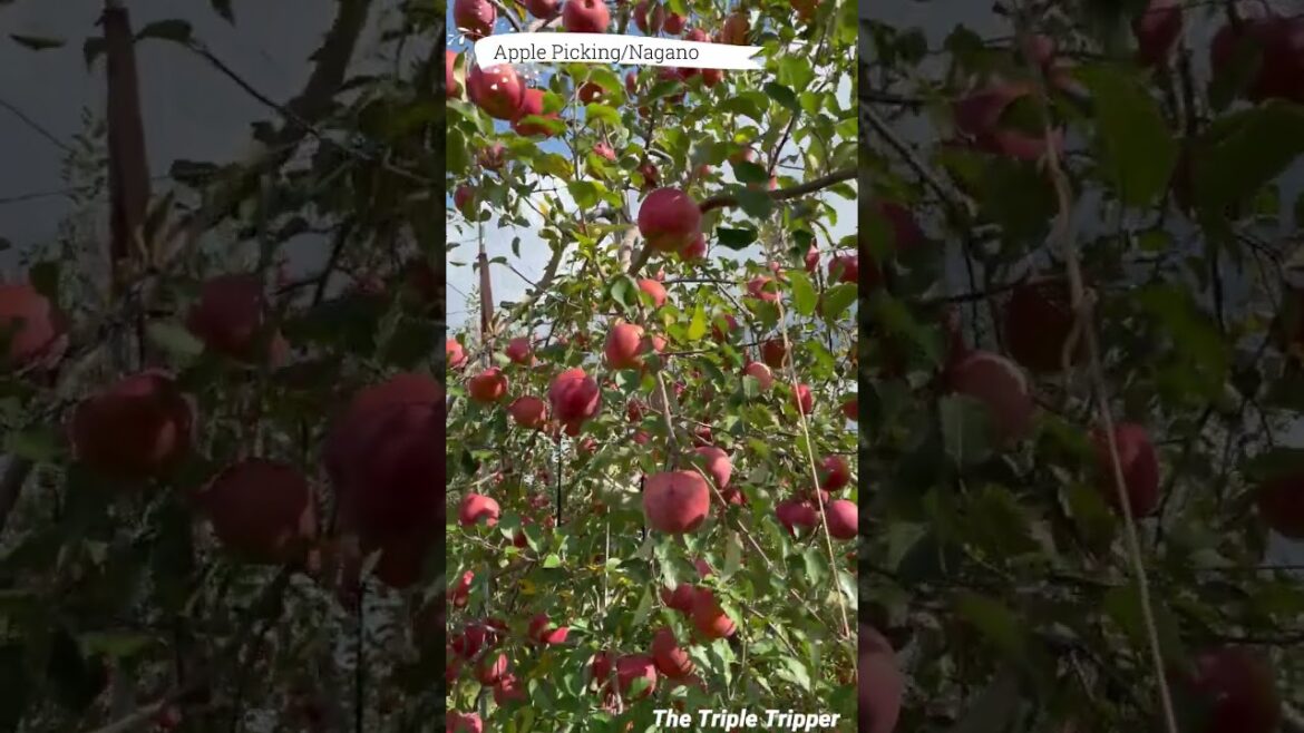 "Apple Picking"  Azumino/Nagano/Japan Trip-Log #shorts