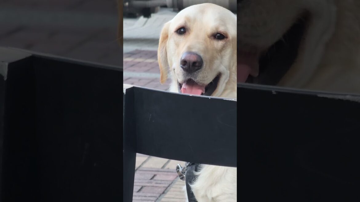 retriever waiting for akita at the store front retriever waiting for akita at the store front