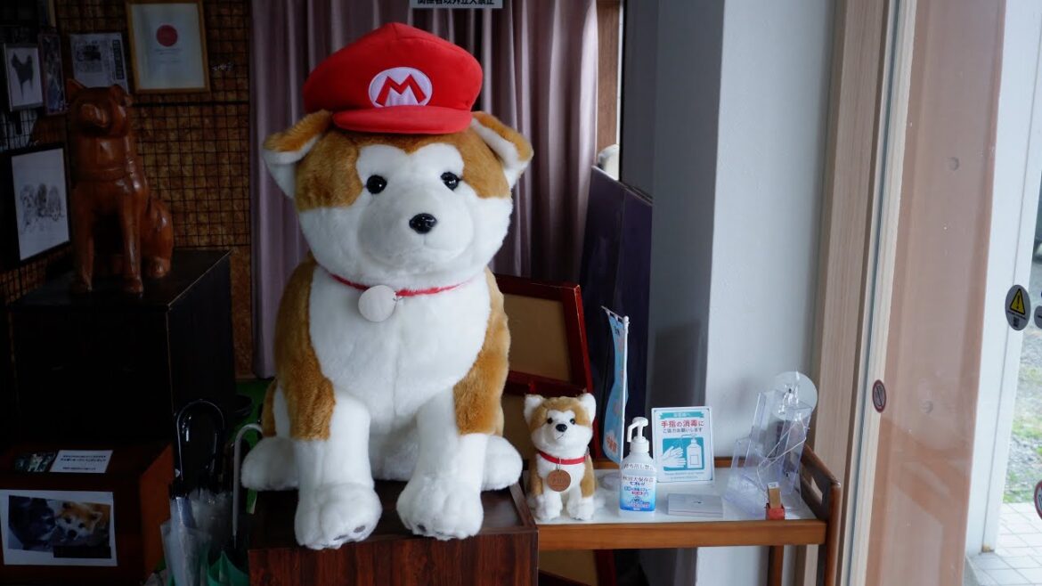 Journey into Canine History: Exploring Akita Dog Museum