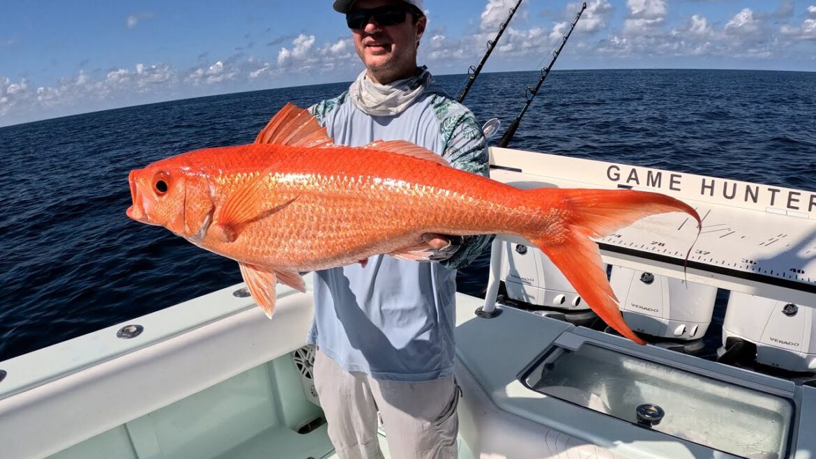 The MOST GIANT Fishing Catches in 2023 Snapper, Grouper, Cobia, African Pompano The MOST GIANT Fishing Catches in 2023 *Snapper, Grouper, Cobia, African Pompano*