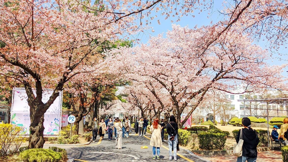 [4K] Cherry Blossom Walking Tour in Seoul Library