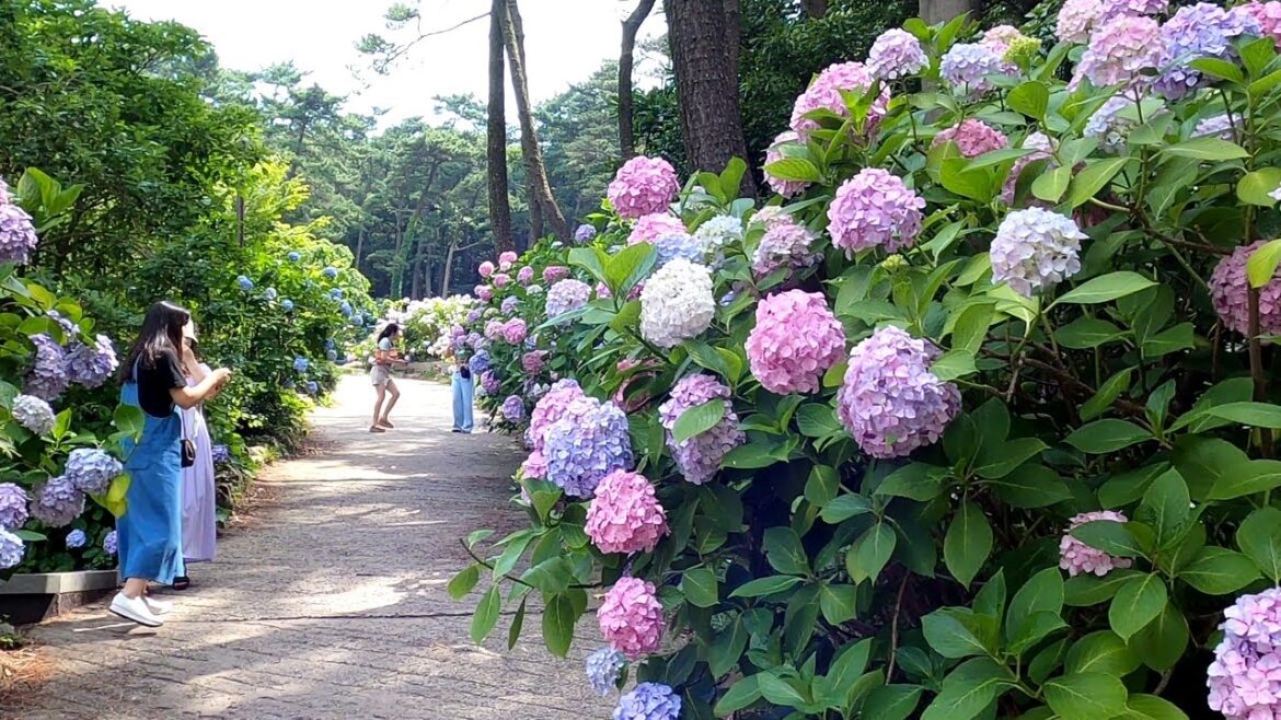 4K Hydrangea in TAEJONGSA | Temple |  Busan Korea | 太宗寺