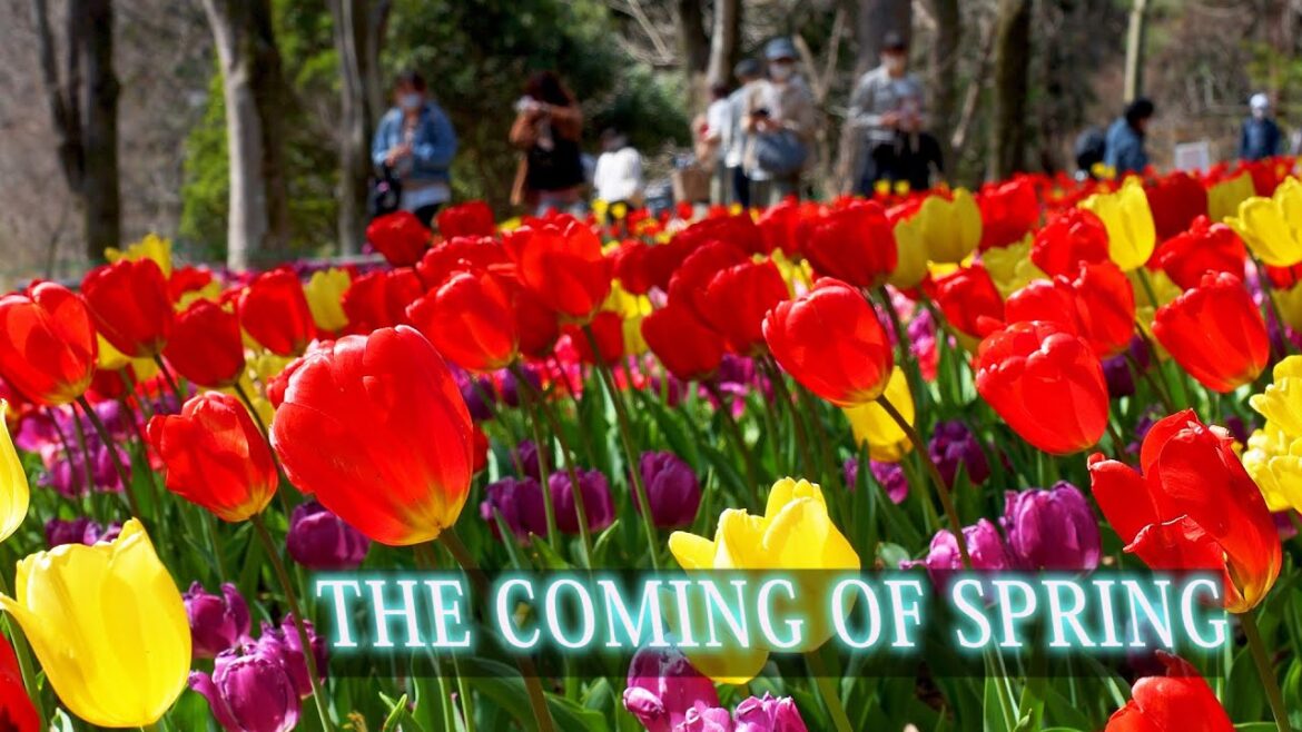 【Cherry and Plum blossoms】Normal spring flowers started to bloom in place of Early-bloom ones #偕楽園 【Cherry and Plum blossoms】Normal spring flowers started to bloom in place of Early-bloom ones #偕楽園