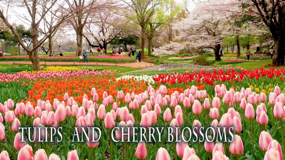 【Cherry blossoms】 TOKYO and its suburbs. Combination of spring colors,Tulips and Cherry trees. #4K 【Cherry blossoms】 TOKYO and its suburbs. Combination of spring colors,Tulips and Cherry trees. #4K