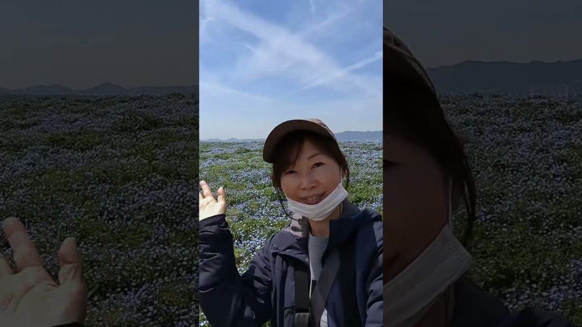 今年も舞洲ネモフィラ祭りに行ってきたよ！の巻き