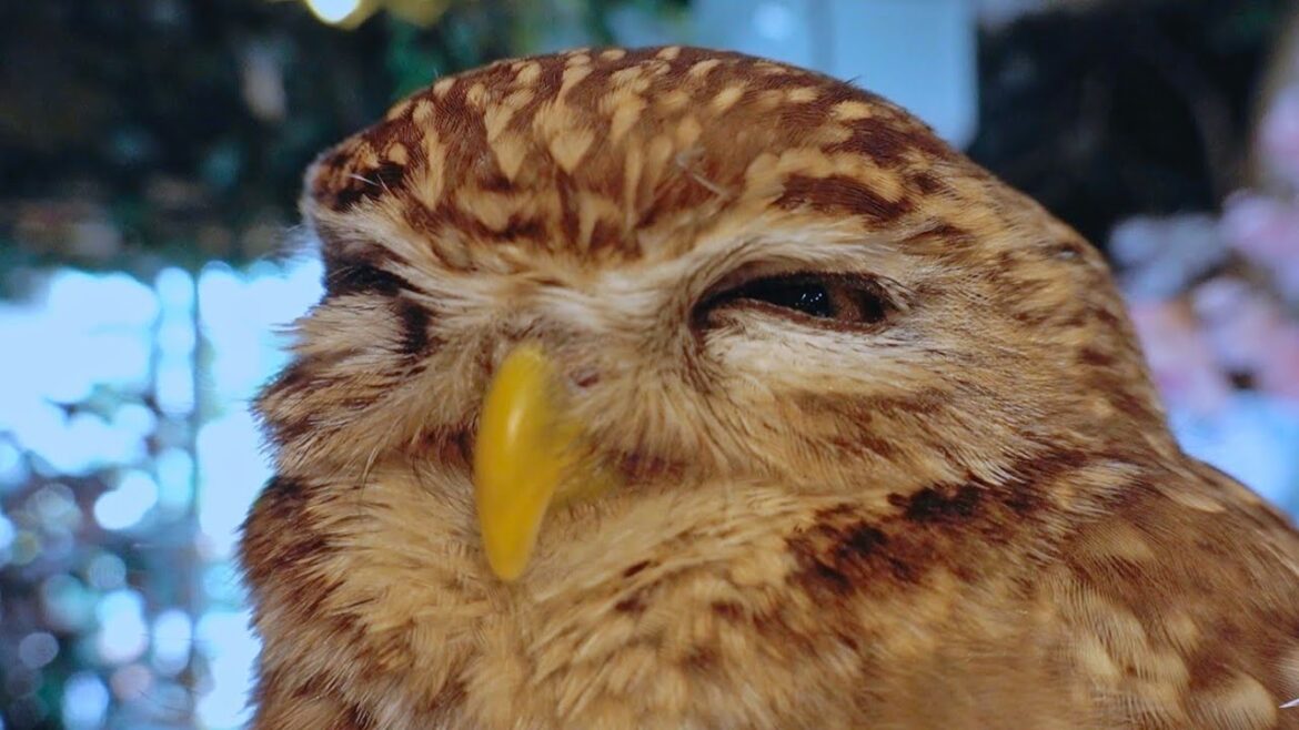 Kamakura Owl's Forest tour