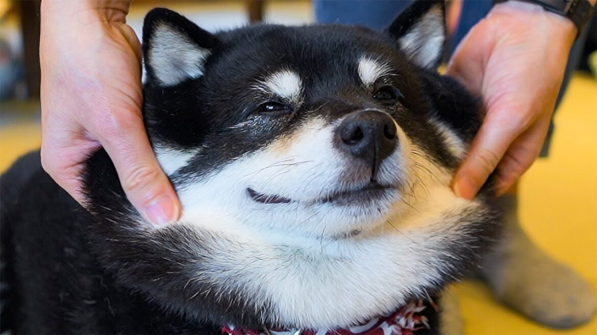 Visiting Shiba Inu Dog Cafe in Kamakura, Japan | Mameshiba Cafe Kamakura Visiting Shiba Inu Dog Cafe in Kamakura, Japan | Mameshiba Cafe Kamakura