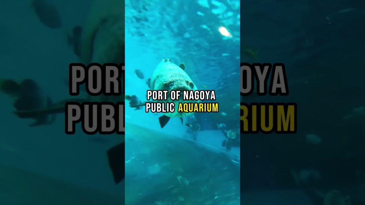 Best Things to do in Nagoya, Japan (2024 Travel Guide And Tips) #japan #Nagoya #tipsandguide Best Things to do in Nagoya, Japan (2024 Travel Guide And Tips) #japan #Nagoya #tipsandguide