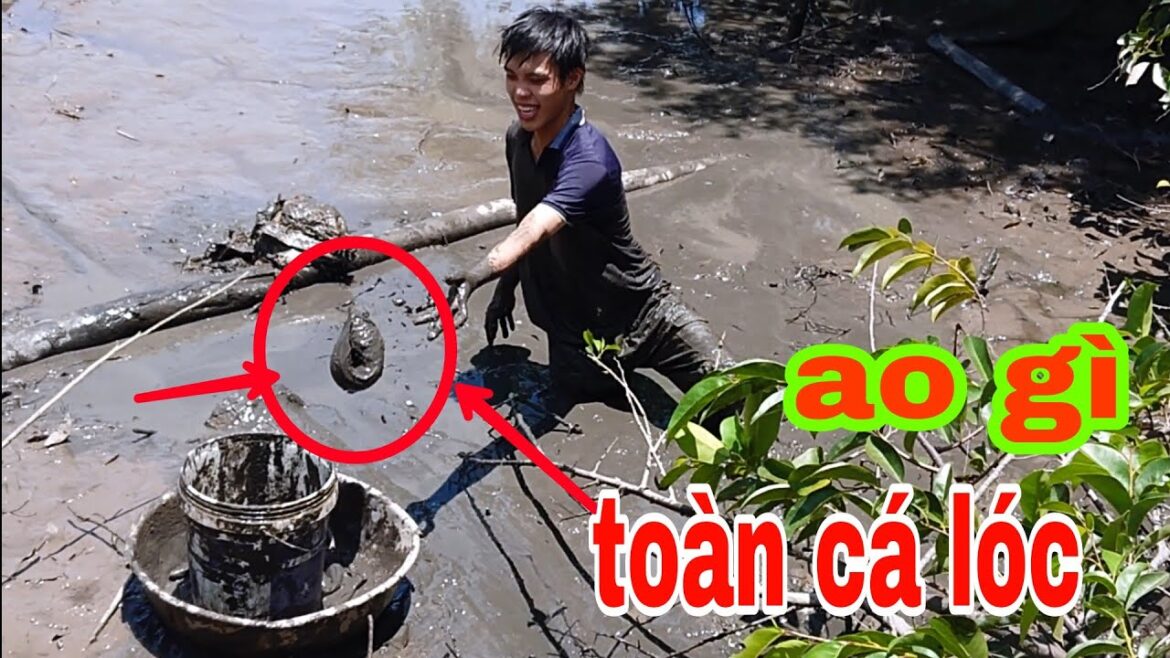 Bơm ao bắt cá nhà anh 3 ngay ổ cá lóc trong ống bộng