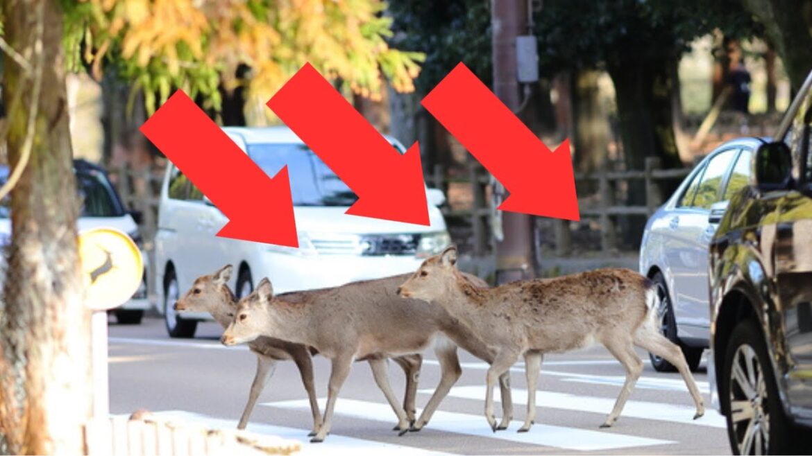 Visiting park deer crossing the crosswalk in Japan , Nara!
