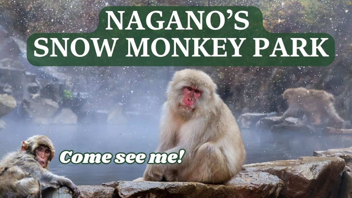 Japanese Snow Monkey Park | Winter Trip to Nagano Japan | How to get here and where to stay? Japanese Snow Monkey Park | Winter Trip to Nagano Japan | How to get here and where to stay?