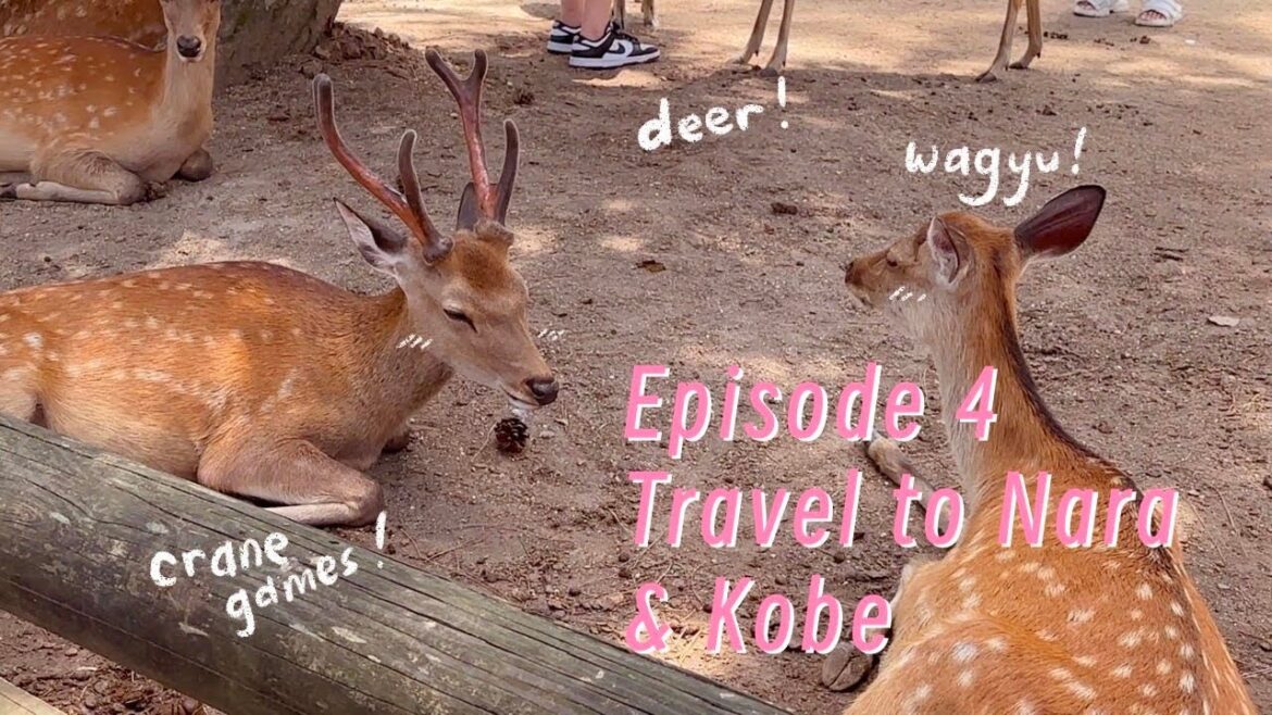 Ep.4: Travel to Nara and Kobe (deers galore, steak land, and crane games!)