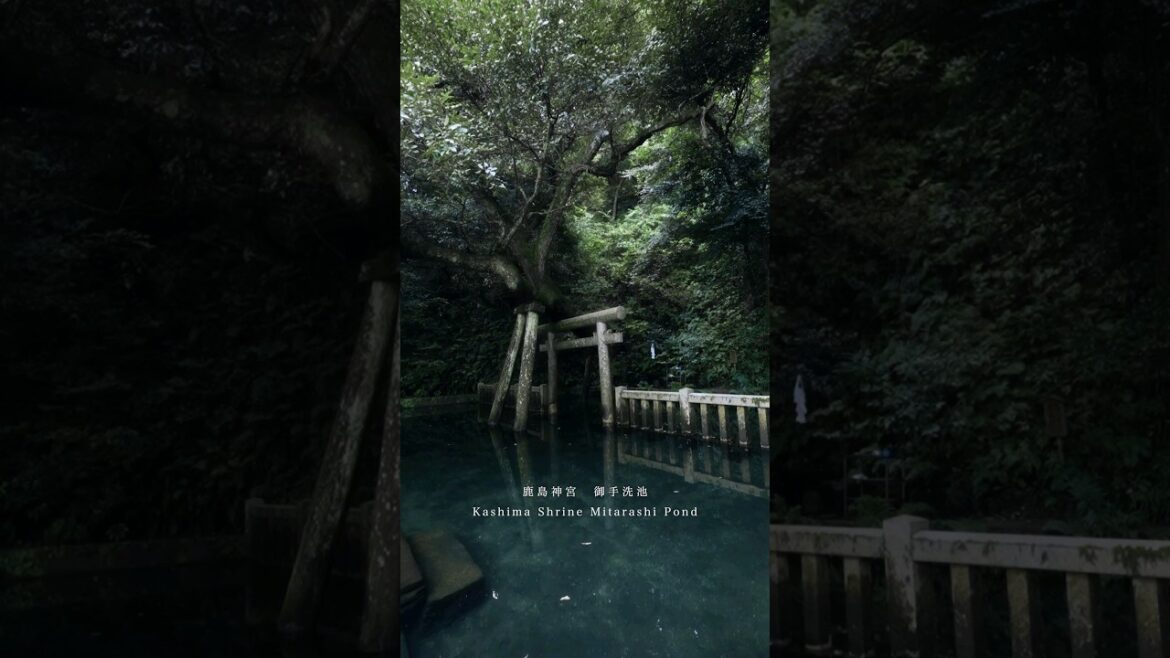 Kashima Shrine  | aesthetic japan | #japan #shorts #travel