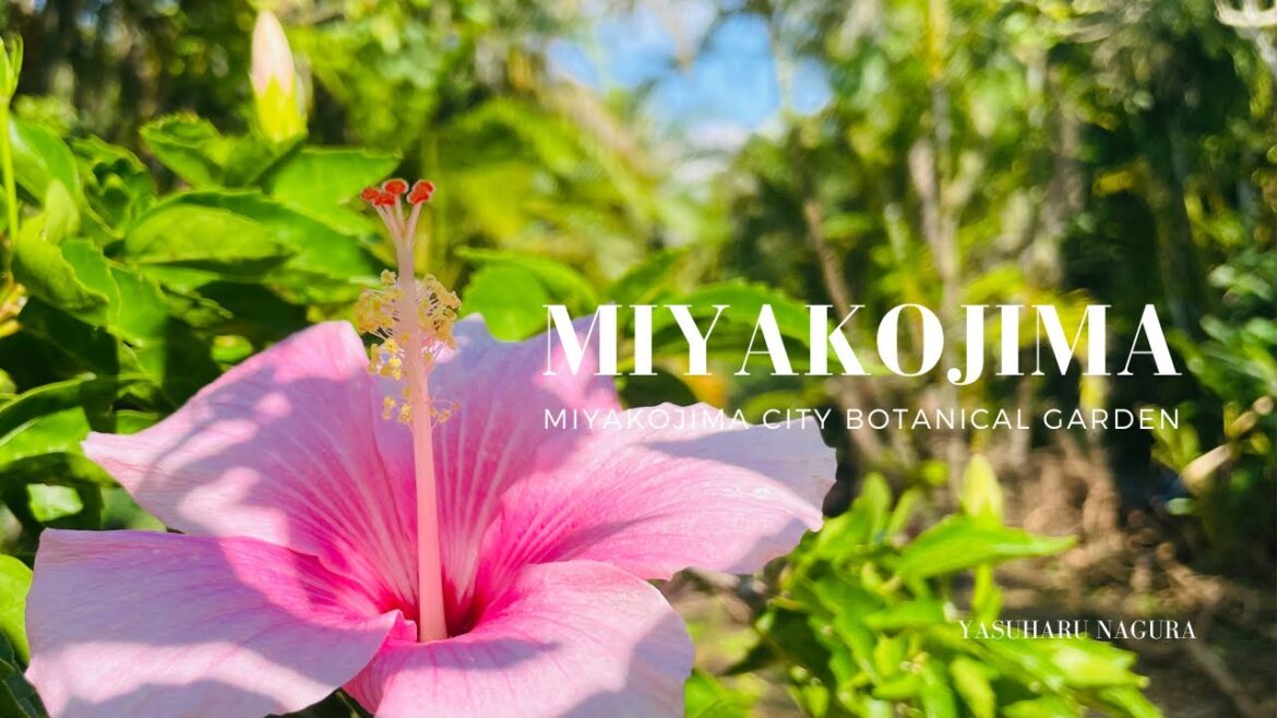 「Travel at Miyakojima City Botanical Garden, Miyako Island, Okinawa, Japan」(2023)