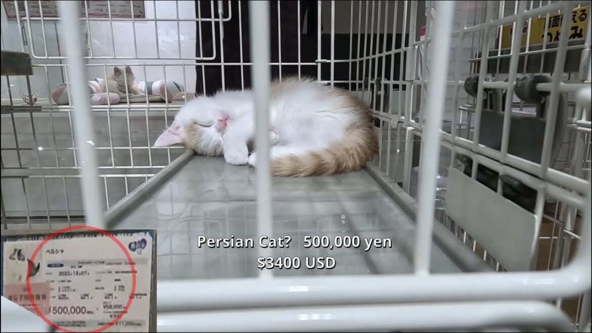 神戸 PetShop | Cute Cats and Dogs at Affordable Prices? Only In JAPAN😅