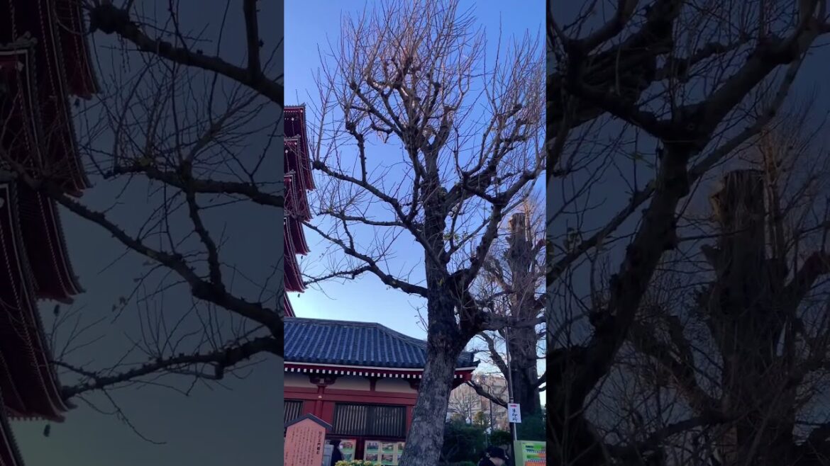 Tokyo Asakusa Walk π―π΅β€οΈ #tokyo #travel #walkthrough #trending #japan #asakusa #shorts Tokyo Asakusa Walk π―π΅β€οΈ #tokyo #travel #walkthrough #trending #japan #asakusa #shorts