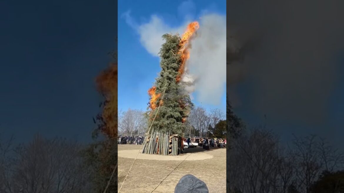 【Kobe】Burning of the New Year’s Decorations - Municipal Arboretum