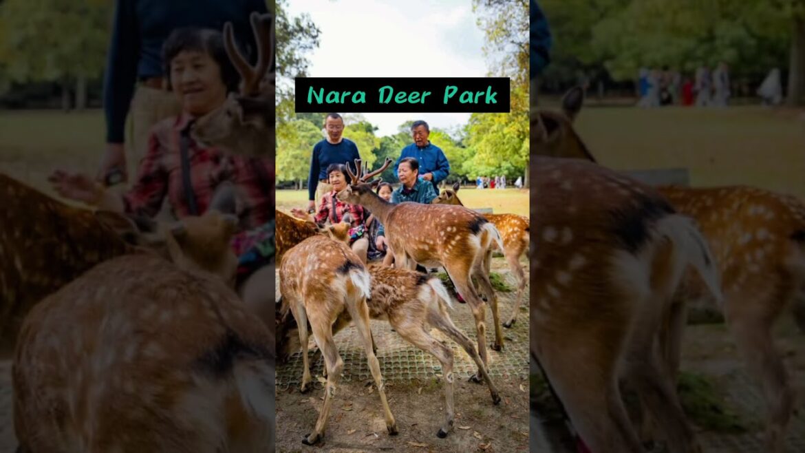 Best places to visit in Japan #travel