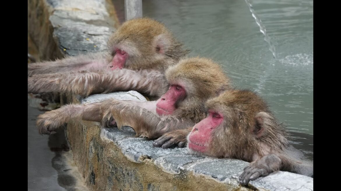Snow monkeys soak in Japanese hot spring