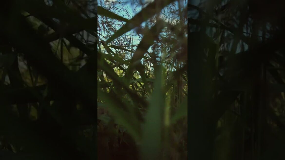 20230929 Hokkaido  #travel #japan #nature #art