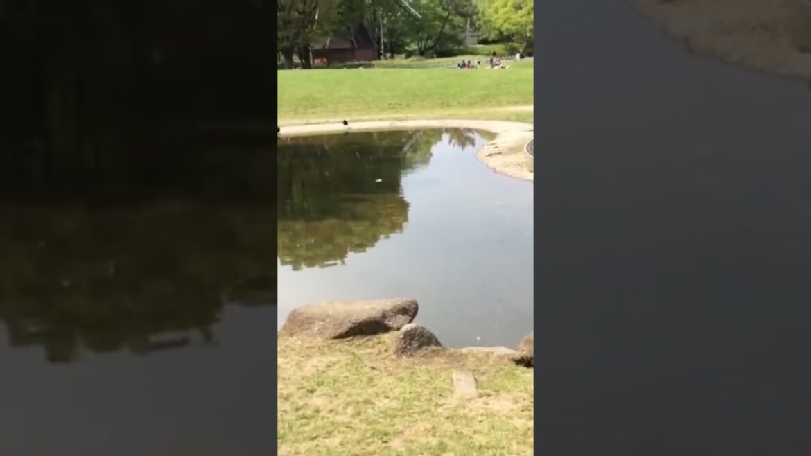 Nagoya Castle #japan #japanese #japanlife #japantravel #japanvlog #nagoya Nagoya Castle #japan #japanese #japanlife #japantravel #japanvlog #nagoya