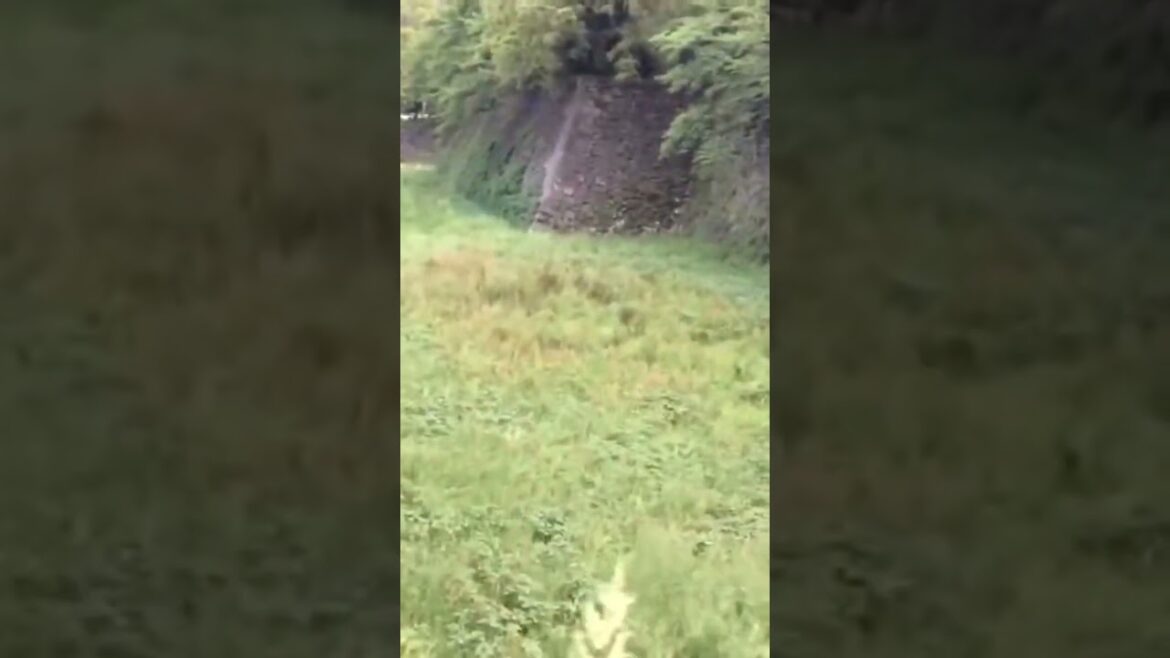 Nagoya Castle  #japan #japanese #japanlife  #japantravel #japanvlog #nagoya