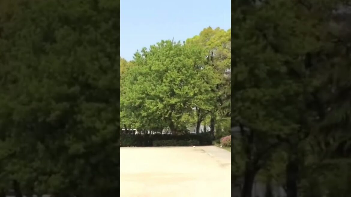 Nagoya Castle  #japan #japanese #japanlife  #japantravel #japanvlog #nagoya