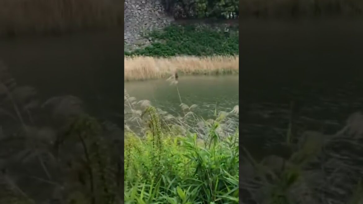 Nagoya Castle  #japan #japanese #japanlife  #japantravel #japanvlog #nagoya