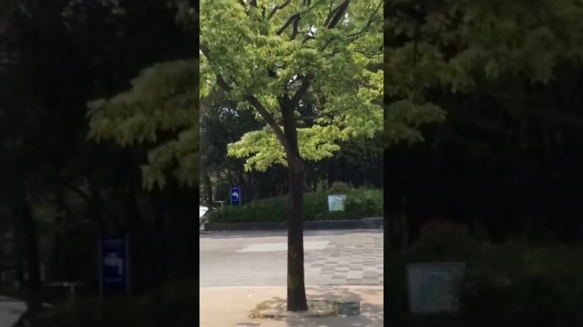 Nagoya Castle  #japan #japanese #japanlife  #japantravel #japanvlog #nagoya