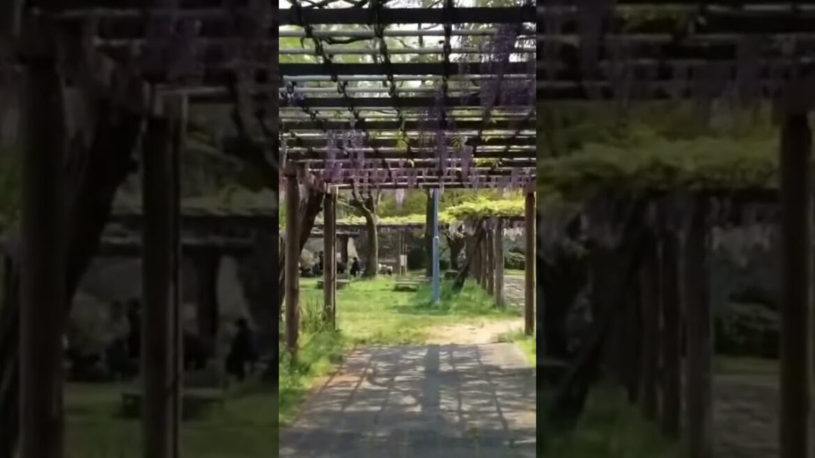 Nagoya Castle  #japan #japanese #japanlife  #japantravel #japanvlog #nagoya