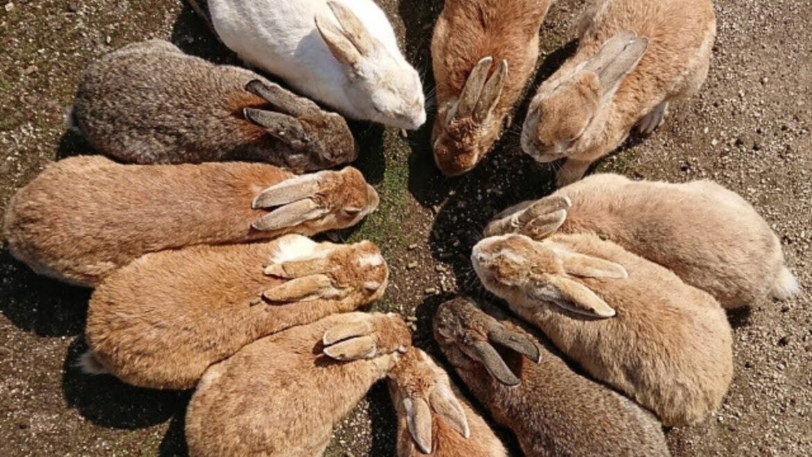 The only wild rabbit island in the world!  Uninhabited island 400 bunny rabbits in Japan,Hiroshima!