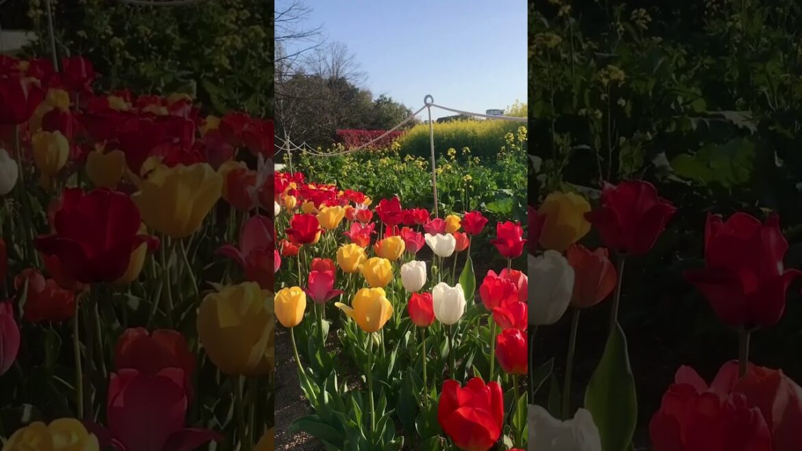 Okayama Forest Park | Tulip Garden | Japan #viral #travel #japanesecity #forestpack #okayama #shorts