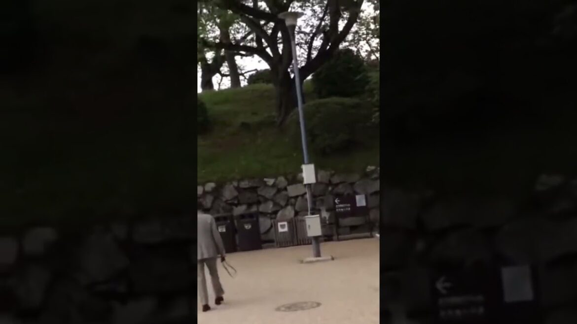 Nagoya Castle  #japan #japanese #japanlife  #japantravel #japanvlog #nagoya