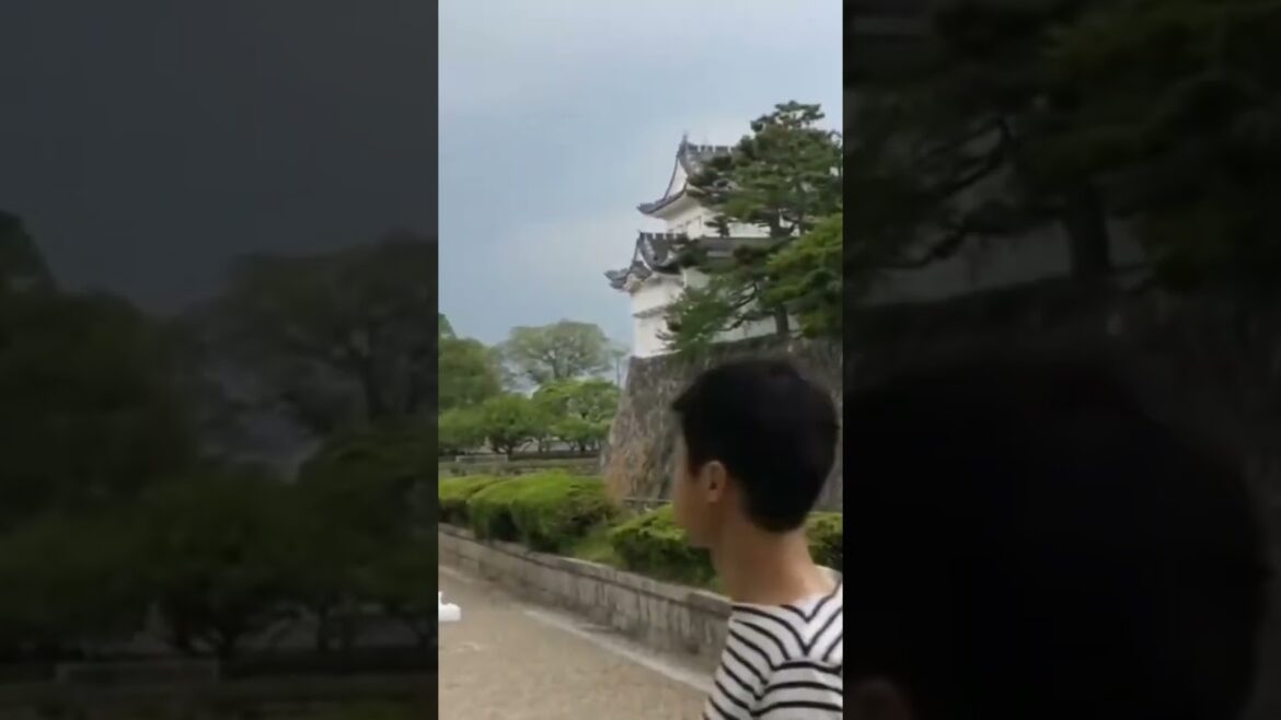 Nagoya Castle  #japan #japanese #japanlife  #japantravel #japanvlog #nagoya