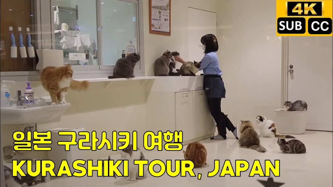 Kurashiki Tour, Japan | Food Mall & Light Show | Cat Cafe