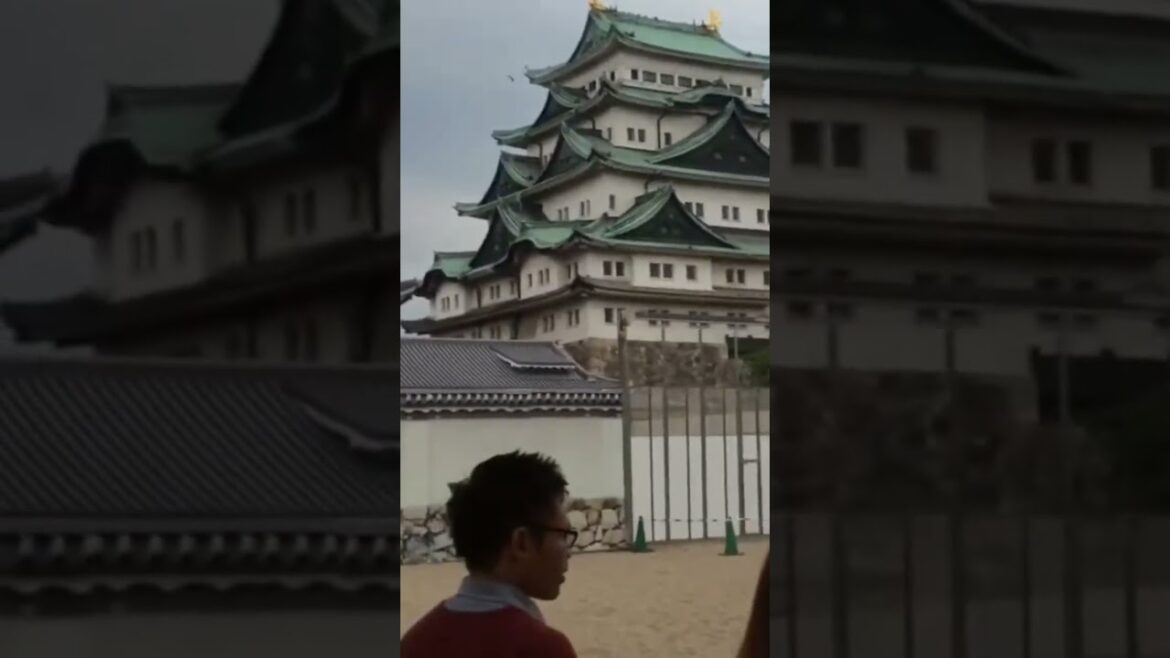 Nagoya Castle  #japan #japanese #japanlife  #japantravel #japanvlog #nagoya
