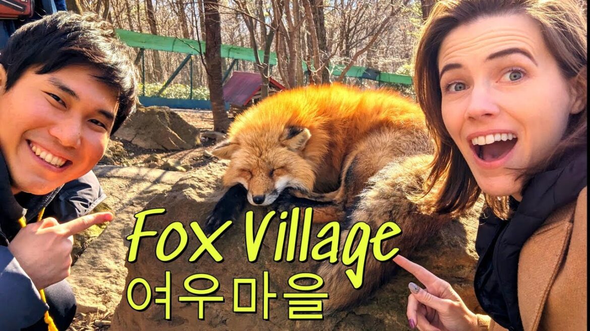 How to Visit Fox Village in Japan, You can hold a Fox