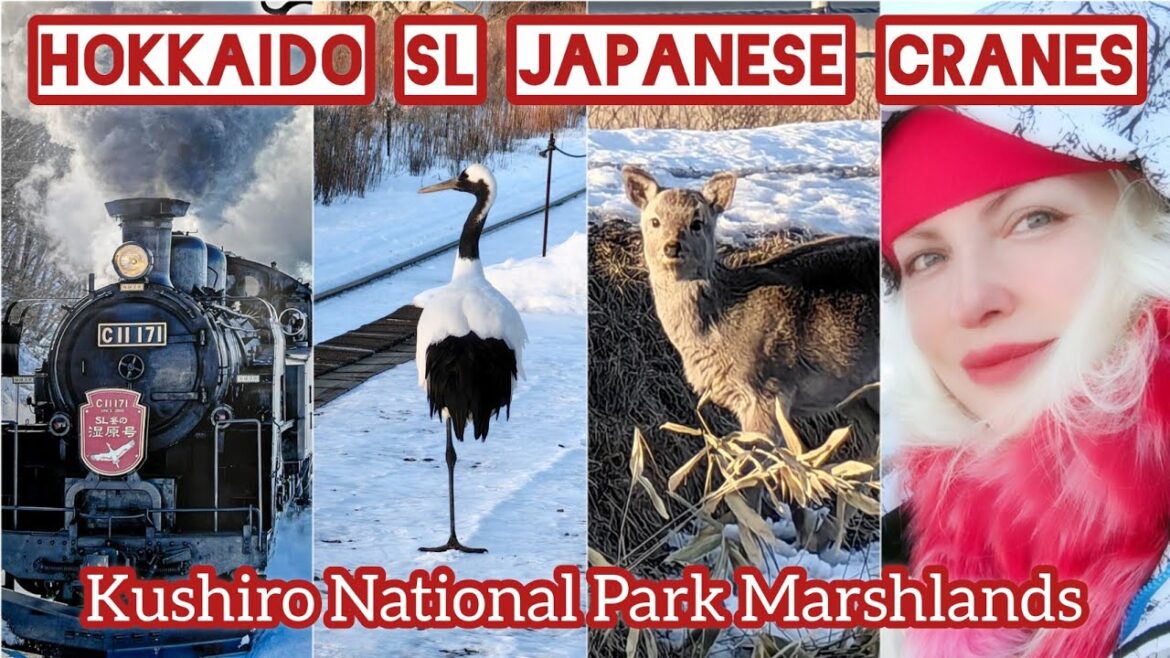 SL 🚂 TRAIN & JAPANESE CRANES KAYANUMA STATION COTTARO Genya KUSHIRO HOKKAIDO 茅沼駅 冬のひがし北海道 by ADEYTO SL 🚂 TRAIN & JAPANESE CRANES KAYANUMA STATION COTTARO Genya KUSHIRO HOKKAIDO 茅沼駅 冬のひがし北海道 by ADEYTO